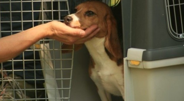 Solo in casa e in condizioni pietose: il cane piange, liberato dalla polizia