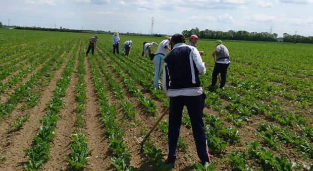 Cia Agricoltori provinciale: «Con l'emergenza Covid importante un accordo per reperire manodopera agricola»