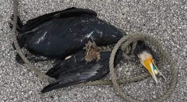 Puglia, cormorano trovato impiccato e con una cartuccia da caccia in bocca. Wwf: «Non ci faremo intimidire»