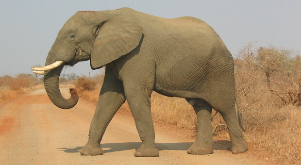 Sudafrica, bracconiere in fuga dai ranger morto schiacciato da un elefante