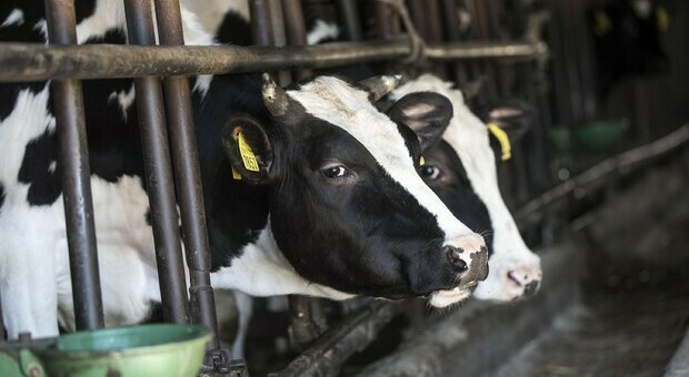Caldo, è sos per gli animali: le mucche producono il 15% in meno di latte per le temperature