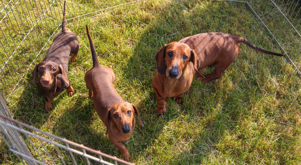 Santa Maria di Sala, boom di visitatori per il raduno dei cani bassotto: protagonisti gli eleganti e simpatici amici a 4 zampe