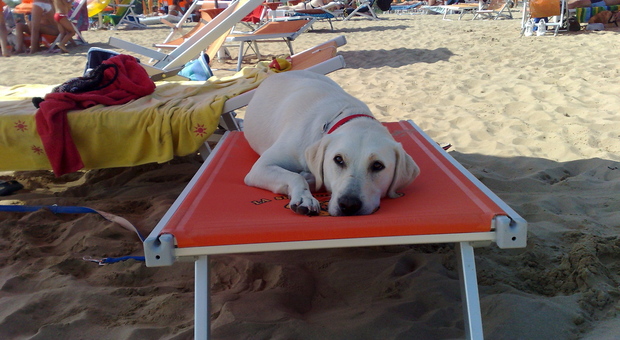 Bibione, petizione contro la nuova spiaggia per i cani