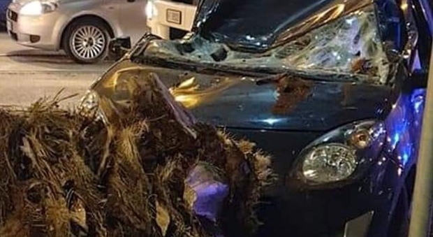 Napoli, tragedia sfiorata in piazza Nazionale: albero cade e distrugge un'auto in sosta