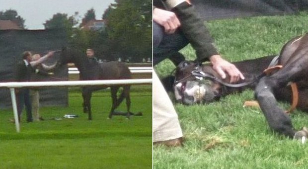 Il cavallo si ferisce a una zampa e rimane zoppo: il proprietario gli spara in fronte sul campo di gara