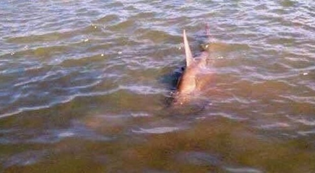 Lo squalo martello dai pescatori a Marano