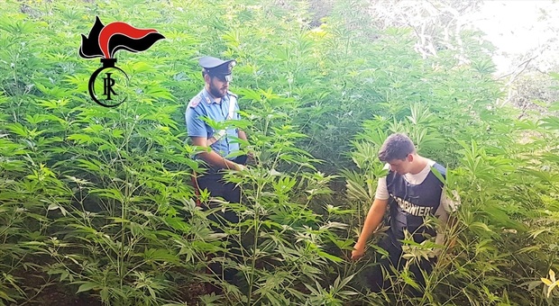 Scoperta un'altra piantagione di cannabis sui monti Lattari