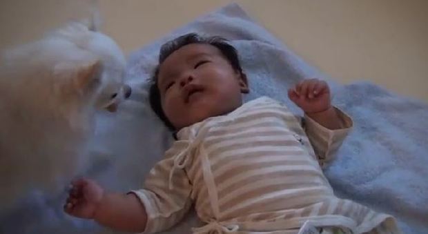 Il cagnolino porta un croccantino al neonato che piange (Youtube)