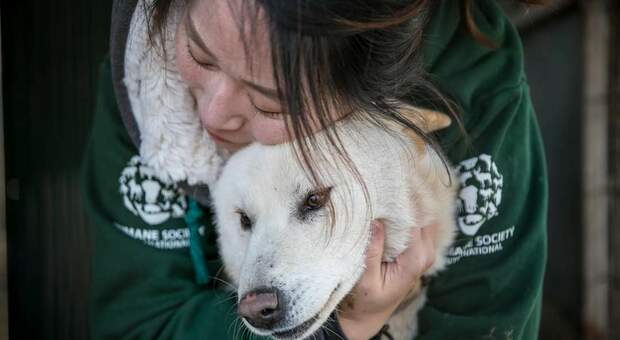 Cani destinati a diventare zuppa “bosintang” rinchiusi in allevamento lager in Corea del Sud: gli animalisti ne salvano 60