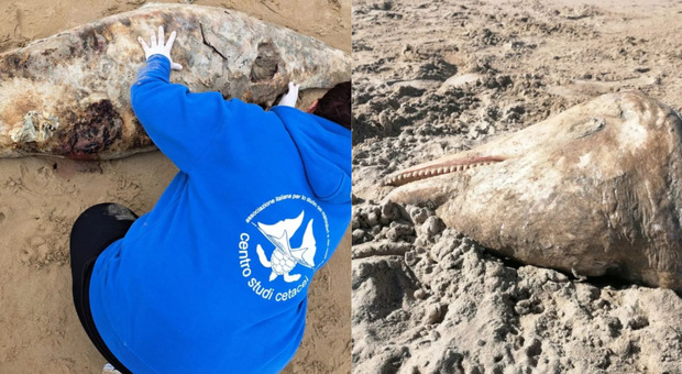 Mareggiata in Abruzzo, trovate carcasse di 5 tartarughe e 2 delfini: i cetacei spiaggiati dopo l'ondata di maltempo del week end