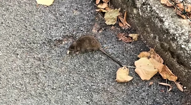 Uno dei topi che scorrazzava in centro