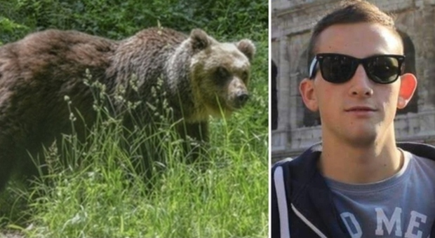 «L'orsa JJ4 è innocente, non ha ucciso Andrea Papi: sul suo corpo i segni dei denti di un orso maschio»