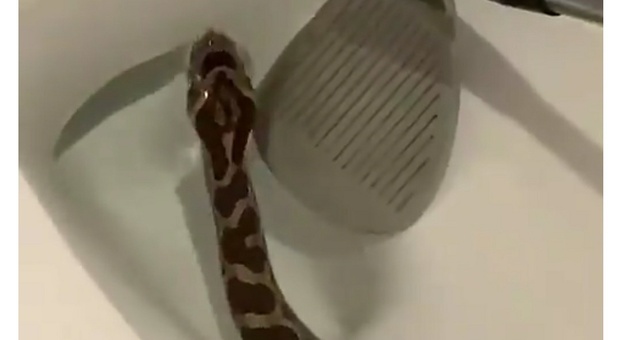 Va in bagno e fa una scoperta choc: c'è un serpente nel water VIDEO