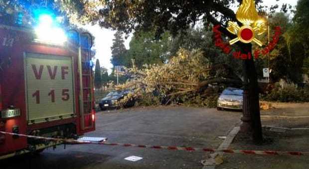 Roma, leccio di 20 metri precipita su due macchine in sosta: paura a Colle Oppio