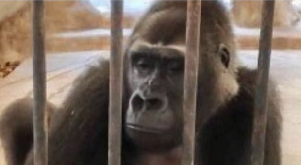 "Liberate Bua Noi". L'appello di Cher per liberare il gorilla. (immagini da Care2 su Fb e Bangkok Post)