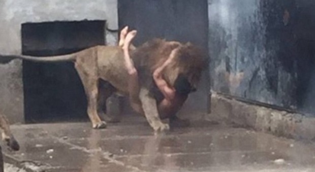 Cile, nudo nella gabbia dei leoni tenta suicidio spettacolare: uccidono i felini e lo salvano