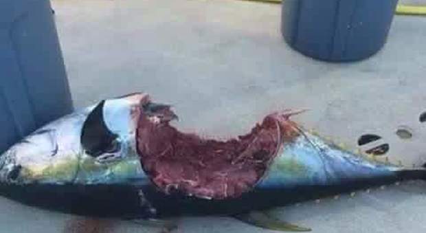 Circeo, tonno tagliato in due, il morso è impressionante: «Uno squalo bianco»