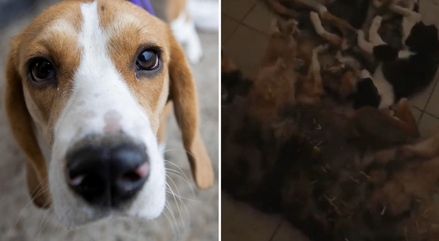 Ucraina, 300 cani morti di fame in un rifugio: erano chiusi nelle proprie gabbie senza acqua né cibo dall'inizio della guerra