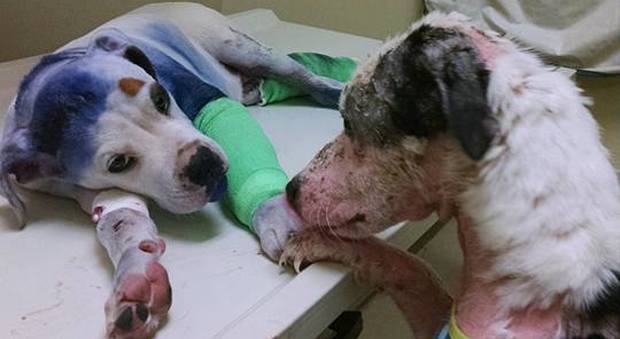 Sammie, torturata, ha trovato un amico (Facebook/Paws & Claws Animal Clinic)