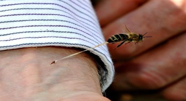 Salerno, punta alla mano da una vespa muore a 52 anni