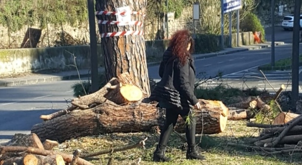 Abbattuti altri alberi a Napoli, la rivolta dei cittadini: scatta la denuncia ai carabinieri