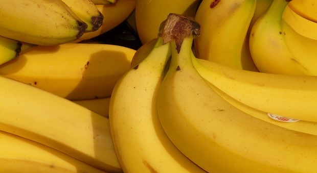 Banane, importanti per la salute delle ossa e combattere l’anemia