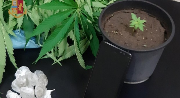 Una mini piantagione di marijuana nel giardino della villetta: arrestato spacciatore col pollice verde