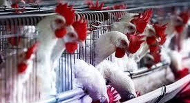 L'inferno delle galline Attenti! Non comprate le uova prodotte in gabbia: forse non sapete che...