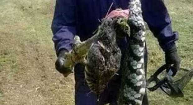 Scoperta choc nel Cilento, ritrovato serpente gigante nelle campagne