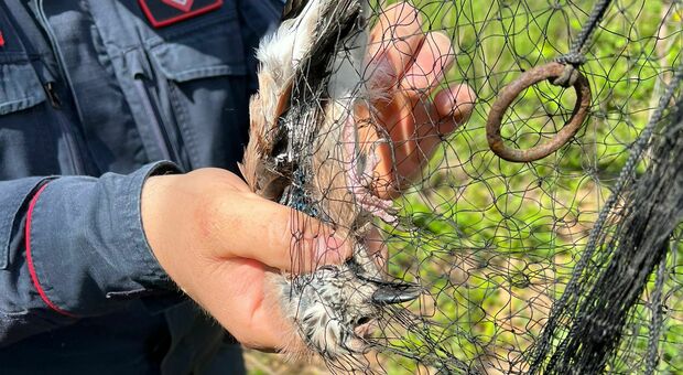 Trappole per gli uccelli nel Parco del Vesuvio: salvata una ghiandaia