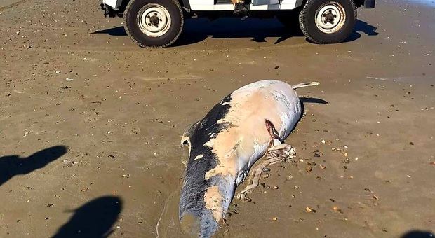 Delfino di tre metri ucciso dalle reti da pesca a Pesaro: oltre 200 gli esemplari spiaggiati in un anno nel Paese