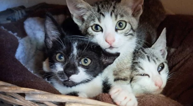 «Attenzione, killer dei gatti in azione», l'allarme a San Donà dopo la morte di due mici