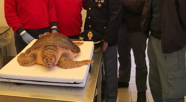 Nettuno, liberata dalla polizia la tartaruga Caretta Caretta