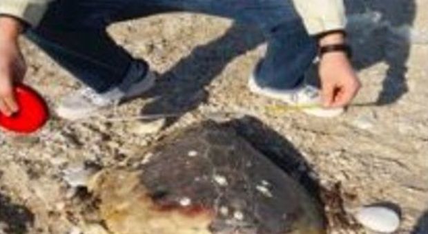 Porto San Giorgio, tartarughe spiaggiate per le mareggiate, cinque animali morti
