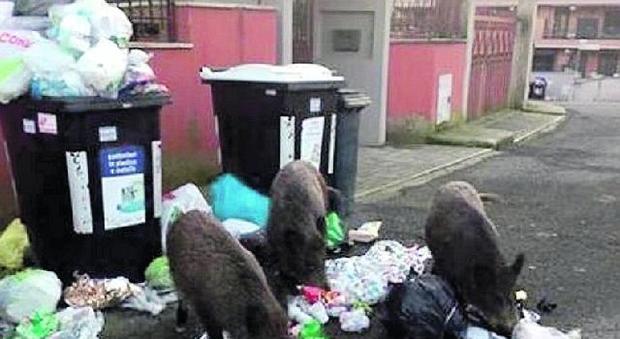 Topi e cinghiali vicino ai cassonetti e Trastevere è invasa dai rifiuti