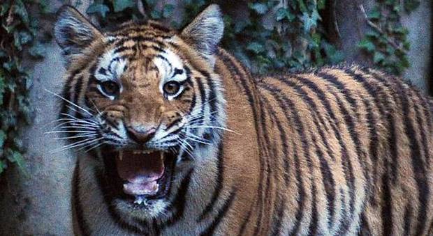 India, sette persone uccise dalle tigri nel nord del Paese
