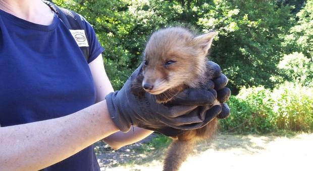 Bracconieri senza cuore entrano nella clinica veterinaria e rubano due esemplari di volpe rossa