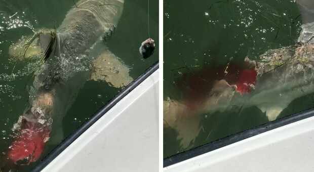 Pescatori terrorizzati: pescano uno squalo, solo dopo si accorgono che è stato ucciso da un mostro marino. Il video choc