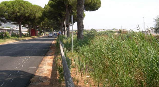 Riaperta l'Appia a Latina, l'Anas ha rimosso gli alberi pericolanti