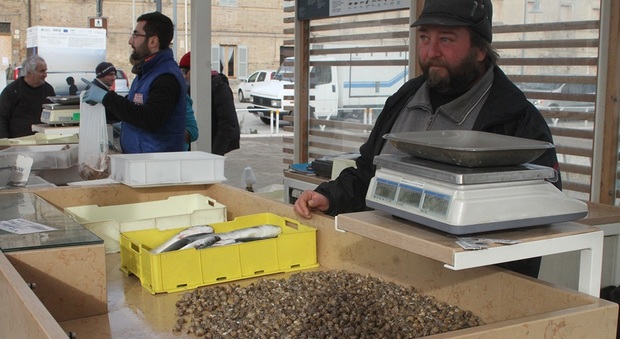 Al mercato lumachine e pannocchie: sul banco i piccoli tesori del mare