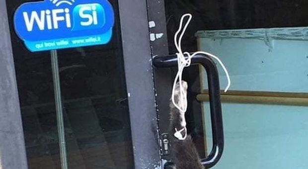 Vibo Valentia, intimidazione a commerciante: cane sgozzato appeso alla porta del negozio