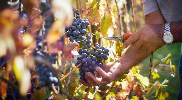 Ristorazione bloccata, per i vini dei Colli perdite oltre i dieci milioni di euro