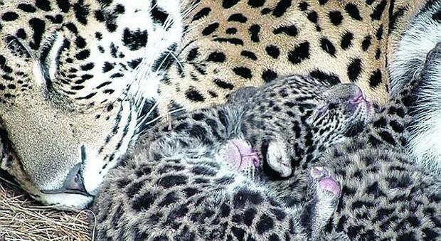 Quei quattro giaguari zoppi e depressi che in Argentina hanno salvato la specie
