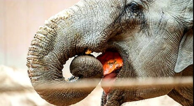 Happy, l'elefantessa infelice dello zoo del Bronx (immag diffusa da Ansa)