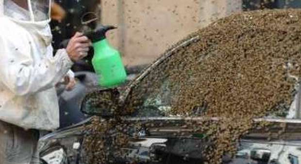 Vandali distruggono alveare: lo sciame delle api terrorizza la città