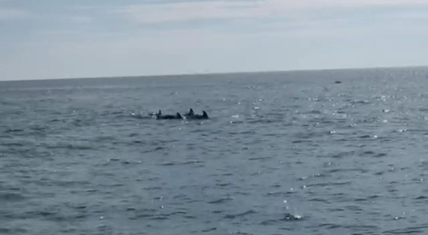 Ostia, branco di delfini raggiunge la riva tra gli sguardi stupiti dei bagnanti