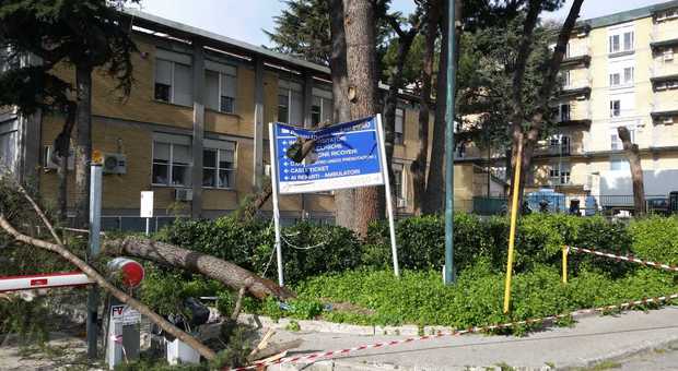 Caduta di alberi al San Paolo, interdetti i giardini dell'ospedale