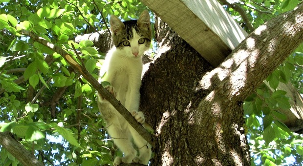 Cinque gattini “prigionieri” sugli alberi: i vigili del fuoco corrono da una zona all'altra di Pesaro per soccorrerli