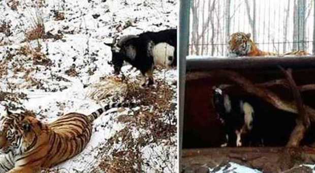 Amur e Timur, la tigre e la capra