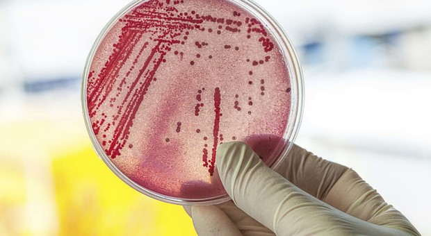 Superbatterio resistente agli antibiotici a trasmissione sessuale: come si cura la nuova minaccia per la salute